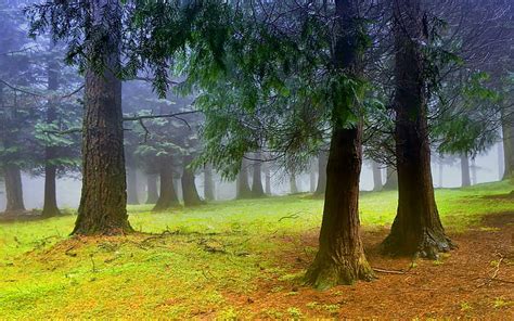Hd Wallpaper Morning In The Woods Foggy Landscapes Nice Carpet