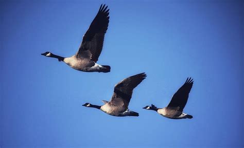 Canada Geese In Flight Photograph By Dana Hardy