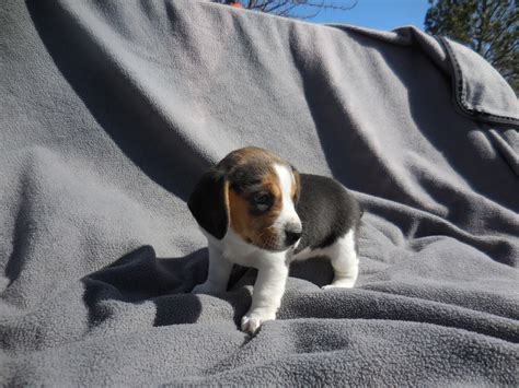 Please contact the breeders below to find beagle puppies for sale in virginia small dogs are growing in popularity as companions, and more miniature versions of your favorite breeds are becoming available including pocket beagles. Available Pocket Beagle Puppies ~ For Sale - Pocket ...