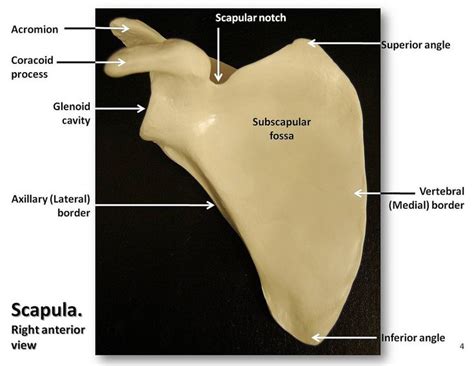 Scapula Anterior View With Labels Appendicular Skeleton Visual Atlas