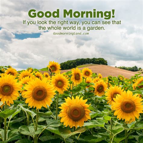 Good Morning With Sunflower Images Good Morning Images Quotes