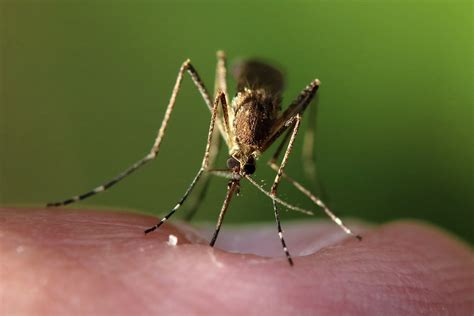 Mosquitoes Bite Suck Blood That Can Kill People New Death From Rare