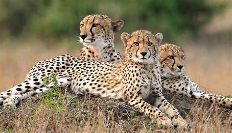 Serengeti National Park Safari Tours Safari Ventures