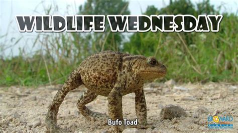 Wildlife Wednesday Bufo Toad Broward County Parks And Recreation