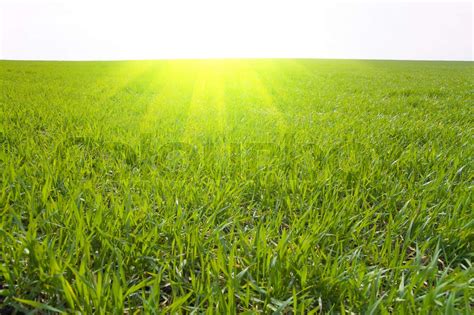 Fild With Green Grass Under Sunlight Stock Image Colourbox