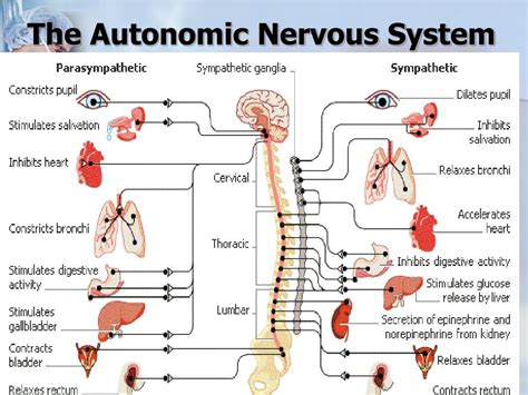 Ppt The Nervous System Powerpoint Presentation Free Download Id 4cb