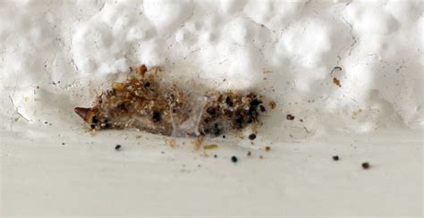 Moth Larvae Hanging From Ceiling Nolonge Rmine
