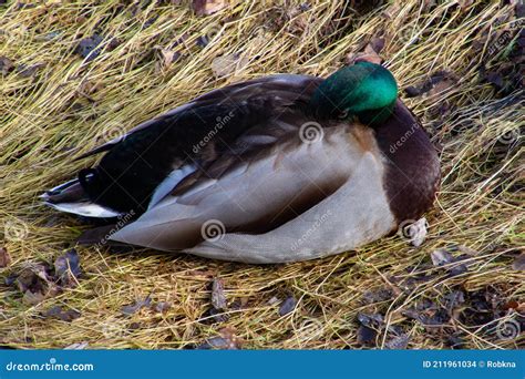 High Angle View On A Male Mallard Duck Sleeping In Dry Grass Also