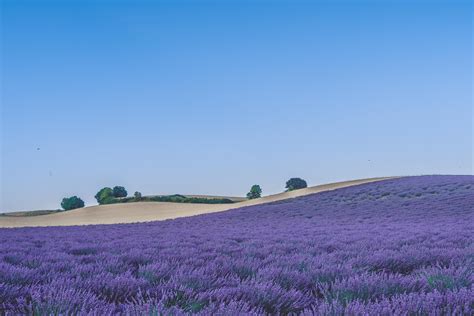 Lavender Field Provence France 4k Wallpaper