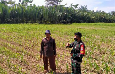 Babinsa Koramil 04 Bendahara Dampingi Petani Cek Pertumbuhan Tanaman