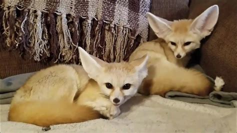 Fennec Fox Mating Season Begins Youtube