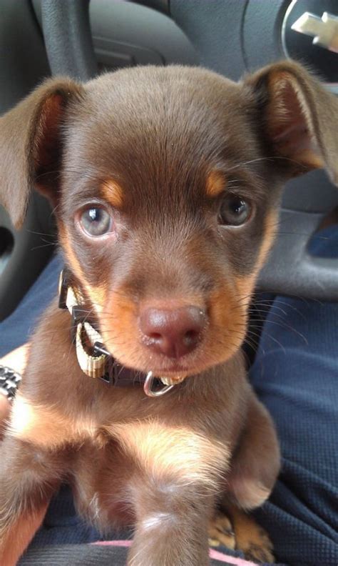 Liam The Miniature Pinscher Cute Puppy Pictures Daily
