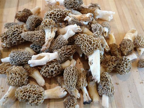 Morel Mushrooms, Everything You Need to Know - Realest Nature