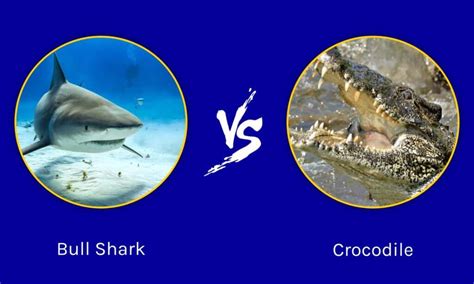 Bull Shark Vs Crocodile Who Would Win A Fight Wiki Point