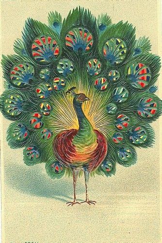 Vintage Peacock Peacock Pictures Peacock Art