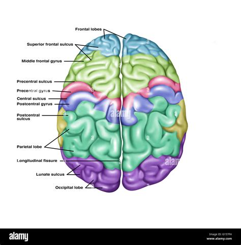 Illustration Showing Anatomy Of A Normal Brain In A Superior Top Stock