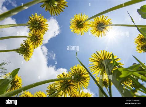 Dandelion From Worms Eye View Hi Res Stock Photography And Images Alamy