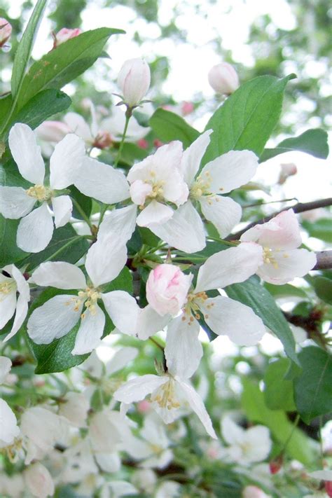 White Flowering Crabapple Tree Varieties