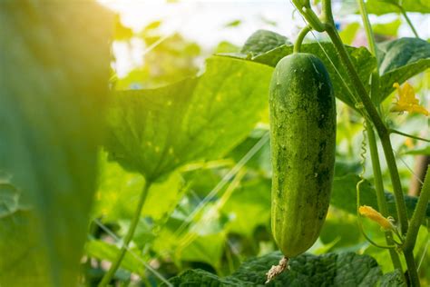 How To Grow And Plant Cucumbers Caring For And Watering Cucumbers