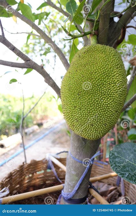 Big Jackfruit On The Jackfruit Tree Artocarpus Heterophyllus Stock