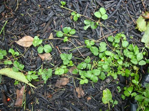 How To Get Rid Of Wild Strawberries In Flower Bed Bed Western