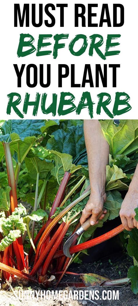 How To Grow And Care For Rhubarb In 2020 With Images
