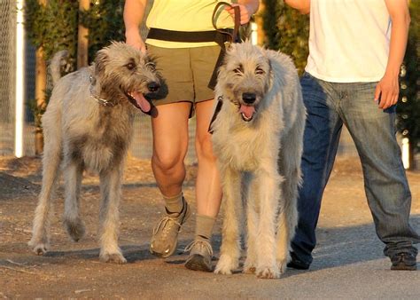 Irish Wolfhounds At Almaden Lake Park A Couple Walking The Flickr