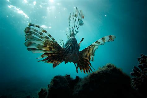 Exotic Sea Life Underwater Photography That Will Make You