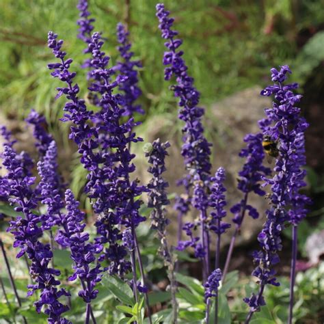 Salvia Farinacea Victoria Blue Salvia Victoria Blue In Gardentags