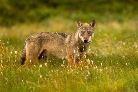 Gray Wolf Subspecies The World Of Wolves