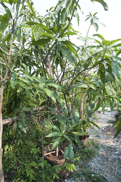 Early spring is the ideal time to plant a fruit tree. Pruning Mango Trees - Tips On The Best Time To Prune A ...