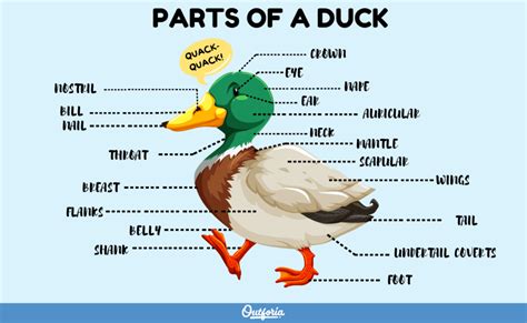 Differentiating Duck Species Based On Physical Characteristics Nature Blog Network