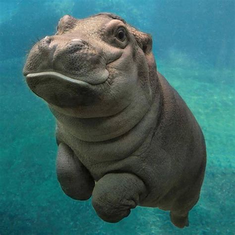 Pin By Griselda Gosey On Animals Baby Hippo Cute Little Animals