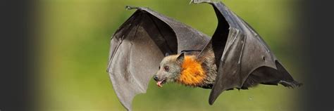 Bats On Twitter This Is The Critically Endangered Christmas Island