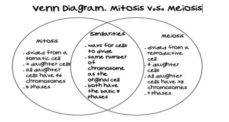 Difference Between Mitosis And Meiosis Essenceancewong