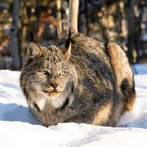 Leaps And Bounds Winter Is Here Lynx Yukon Wildlife Preserve