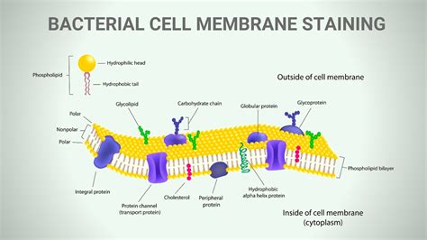 Cell Membrane Staining Procedure Principle Result