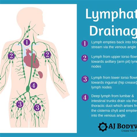 Lymphatic Drainage Via The Foot Lymphatic Drainage Craniosacral