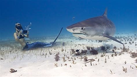 How To Dive With Sharks And Not Get Eaten Fox News