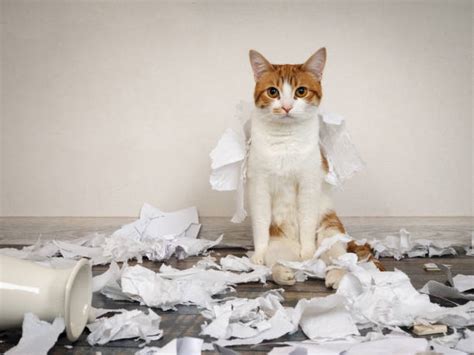 110 Cats Making A Mess Stock Photos Pictures And Royalty Free Images