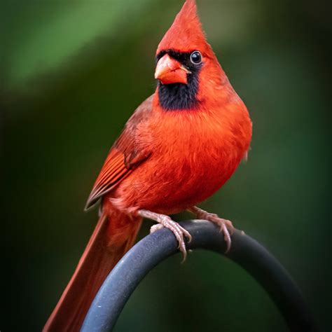 Cardinal On The Green