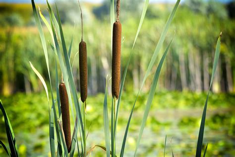 Wetland Plants How To Use Them In Your Landscape ~ Bless My Weeds