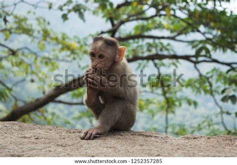 Funny Monkey Lives Natural Forest India Stock Photo 1252357285