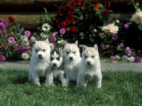 Siberian Husky Puppies Photograph By Jerry Shulman Fine Art America