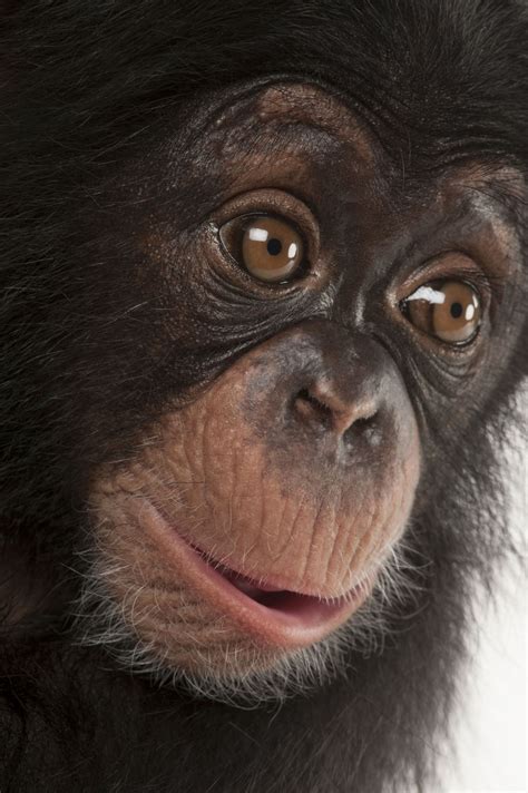 A Three Month Old Baby Chimpanzee Pan Troglodytes Named Ruben At
