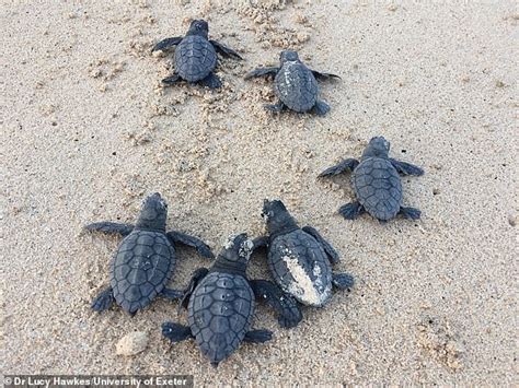 Loggerhead Sea Turtles Shatter Nesting Records In Georgia And The