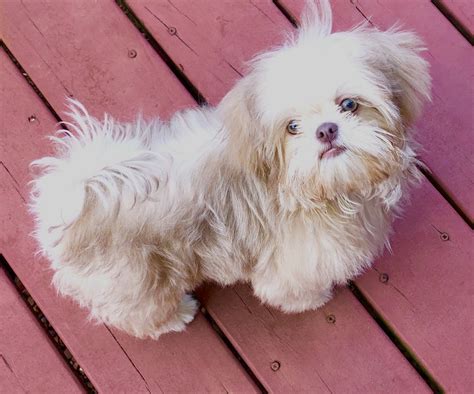 Shih tzus were bred to be a companion, and that is exactly what your puppy will be. Shih Tzu Puppies For Sale | Winston-Salem, NC #317698