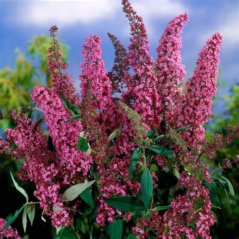 Pink Delight Butterfly Bushes For Sale