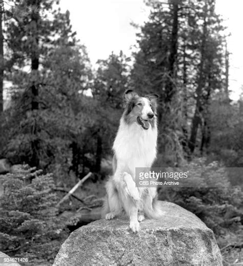 Lassie Photos And Premium High Res Pictures Getty Images