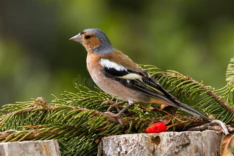 Finch Passerine Bird Mountain Italian Europe Stock Image Image Of
